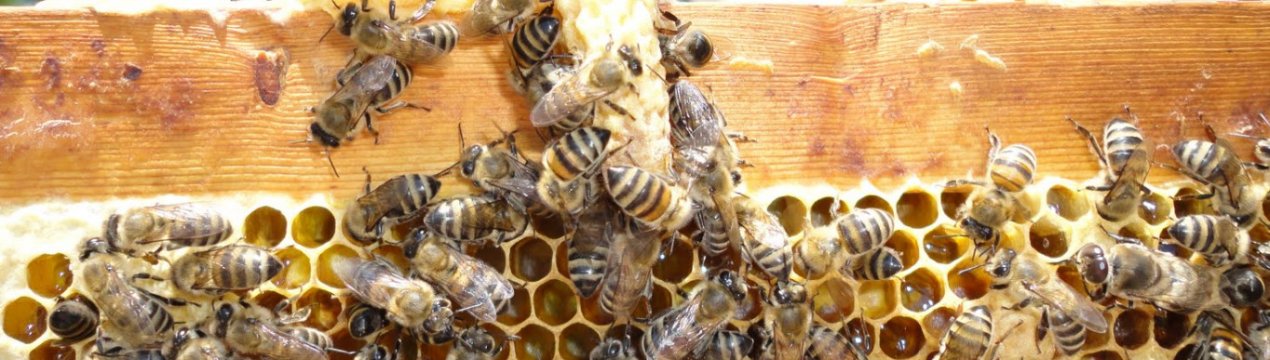 Поради для початківців бджолярів: як розводити бджіл