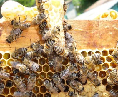 Поради для початківців бджолярів: як розводити бджіл