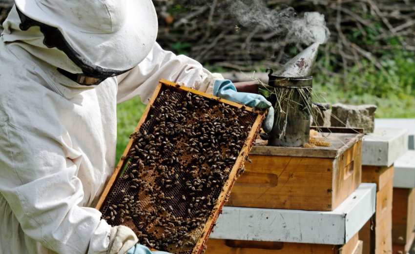 Бджільництво для початківців Бджільництво для початківців