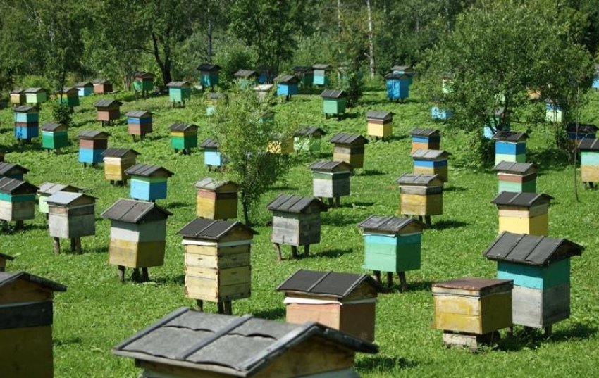 Вибір місця для пасіки Вибір місця для пасіки