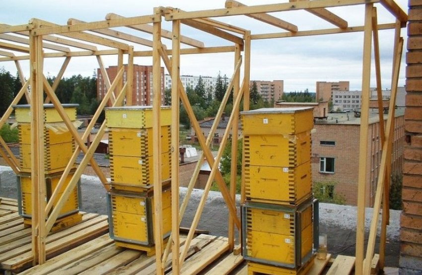 Альпійський вулик Альпійський вулик