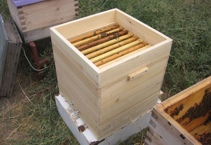 Вулик Рута Вулик Рута