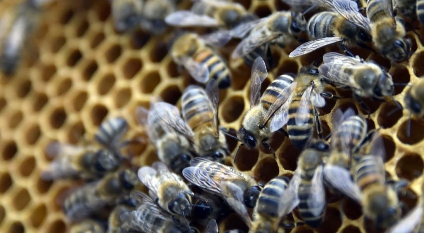 Вибір бджіл Вибір бджіл