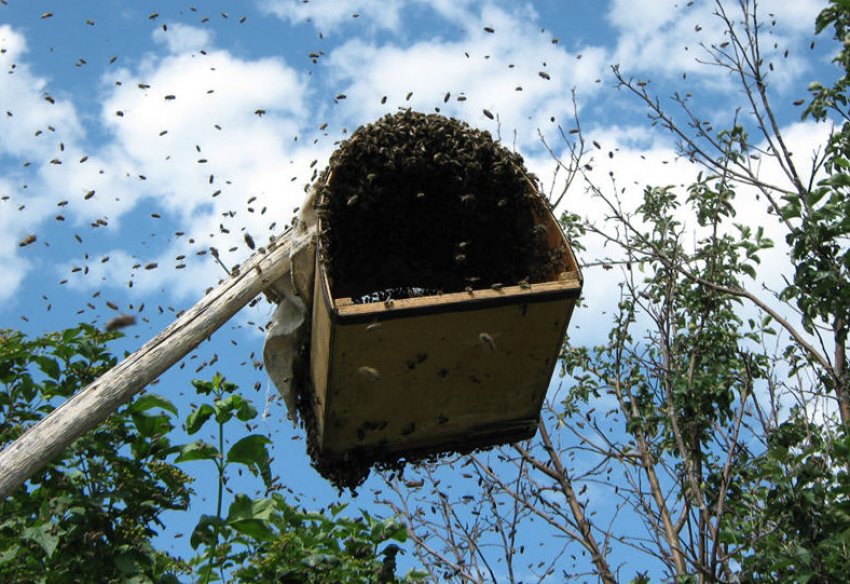 Пристрій, щоб знімати рої Пристрій, щоб знімати рої