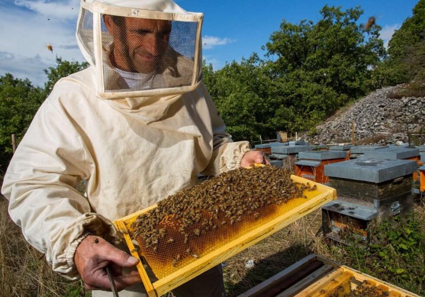 Догляд за бджолами Догляд за бджолами