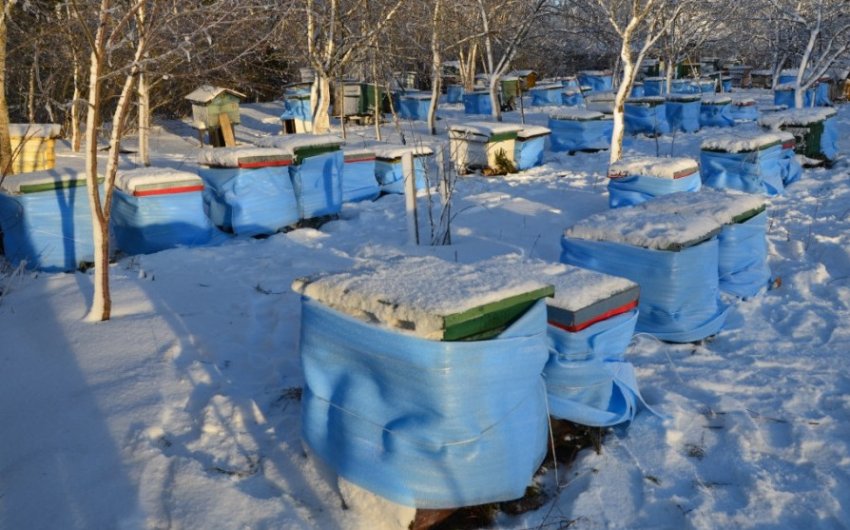 Догляд за бджолами взимку Догляд за бджолами взимку