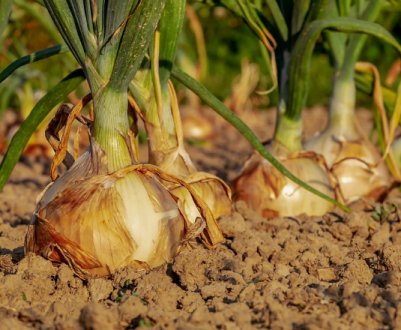 Як правильно обрізати цибулю для тривалого зберігання?