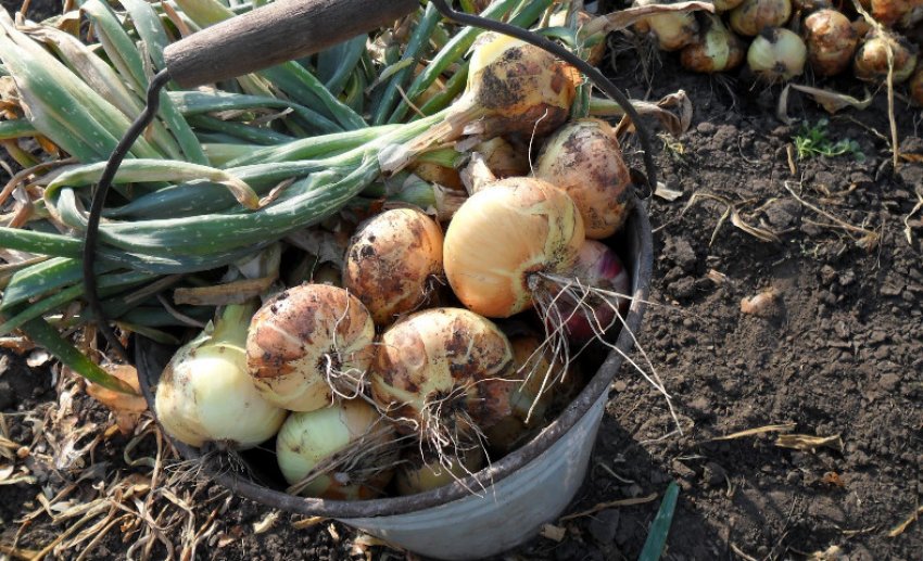 Збирання цибулі