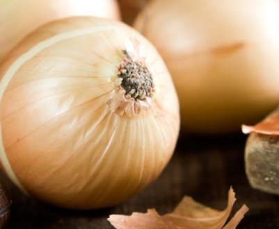 Цибуля Халцедон: особливості вирощування та догляду за сортом