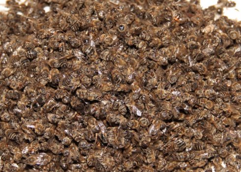 Застосування настоянки з бджолиного підмору