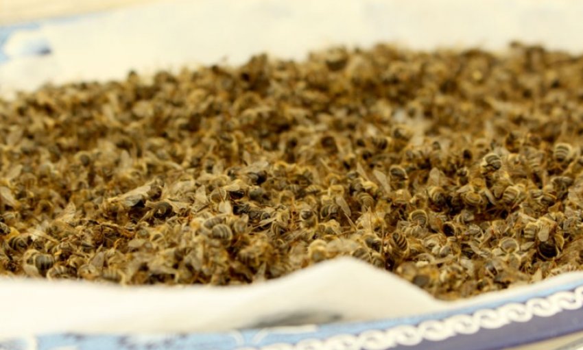 Бджолиний підмор Бджолиний підмор