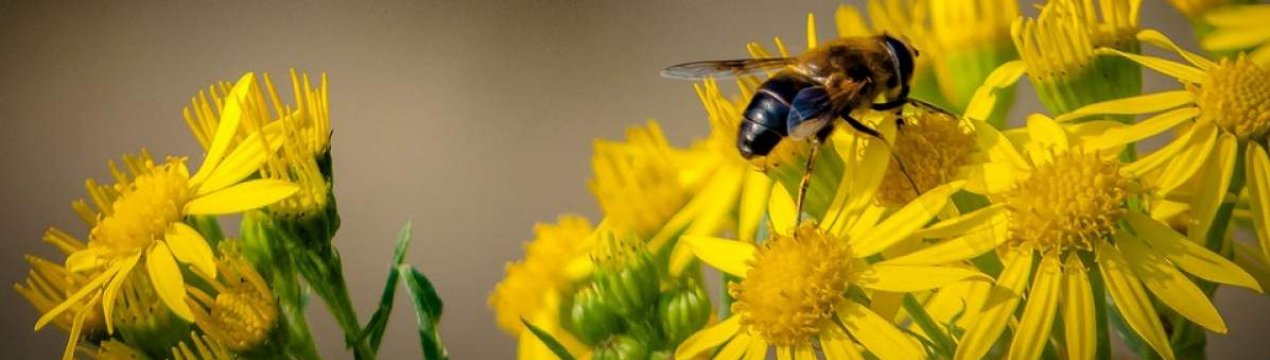 Що роблять бджоли в жовтні в середній смузі?