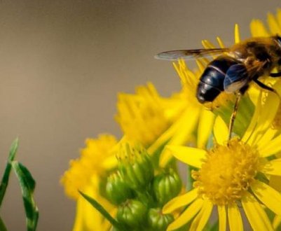 Що роблять бджоли в жовтні в середній смузі?
