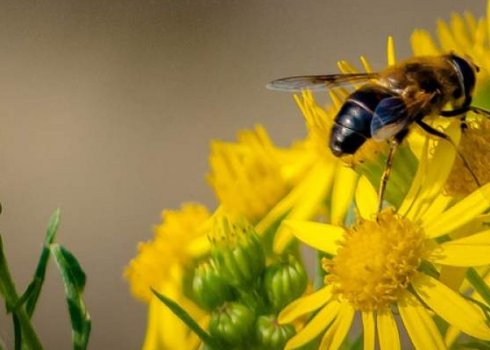 Що роблять бджоли в жовтні в середній смузі?