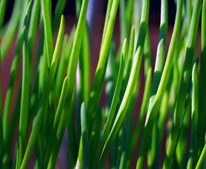 Як заготовити і зберегти зелену цибулю на зиму?