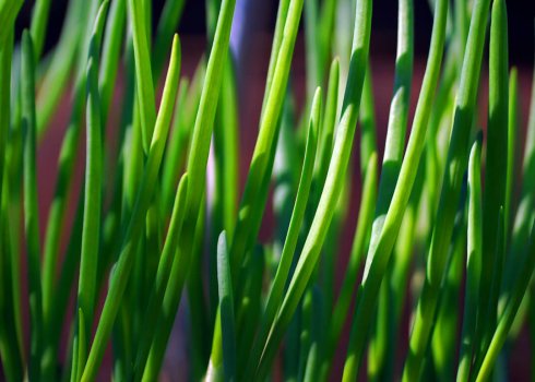 Як заготовити і зберегти зелену цибулю на зиму?