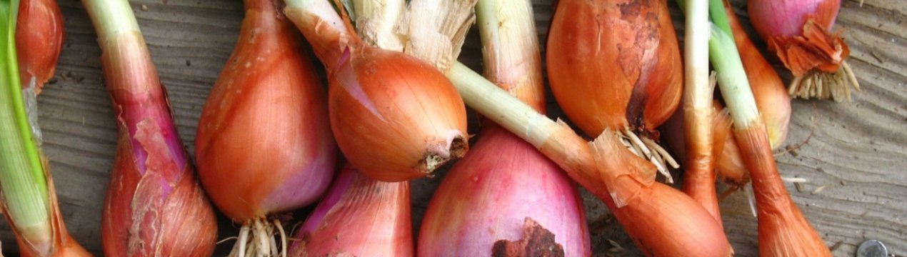 Особливості посадки і вирощування цибулі-шалот