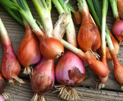 Особливості посадки і вирощування цибулі-шалот