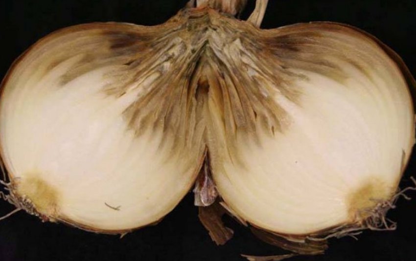 Шейковая гнилизна