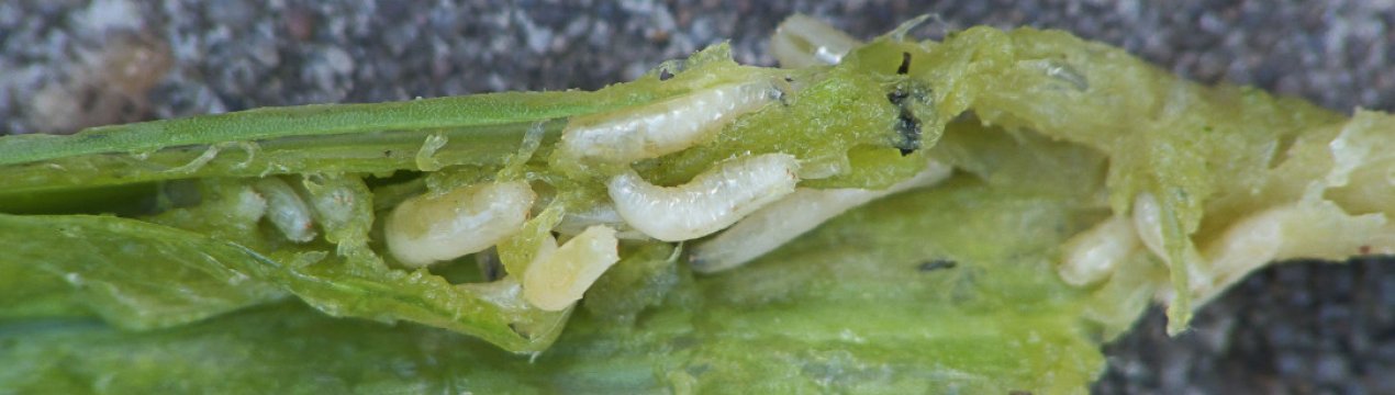 Як боротися з цибулевою мухою в домашніх умовах народними і хімічними засобами?