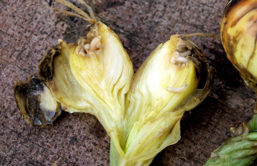 Цибульна муха