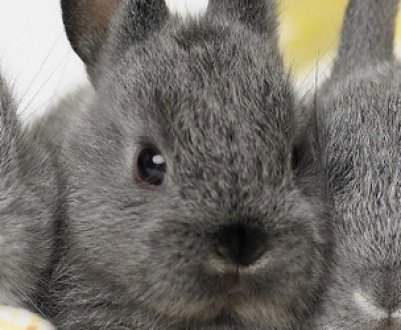 Комбікорм для кроликів: склад, приготування своїми руками, особливості годування