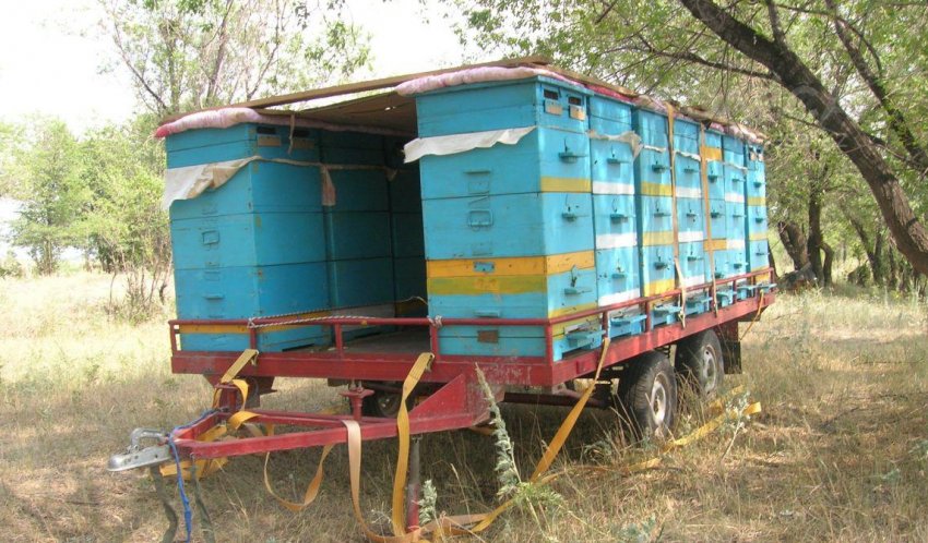 Хочу организовать пасеку в 50 пчелосемей [Архив] - Форум 