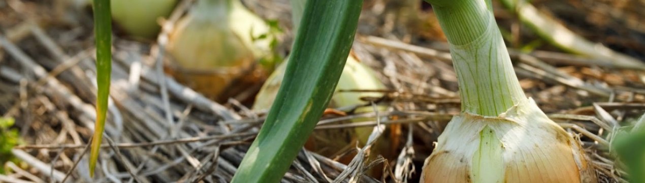 Як правильно і де краще сушити цибулю після прибирання з грядки