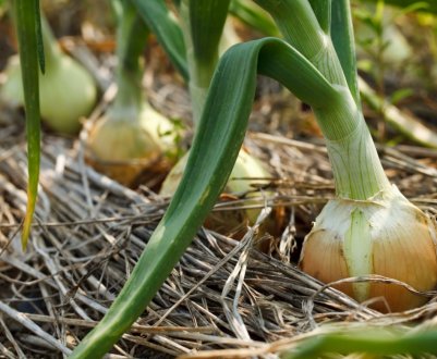 Як правильно і де краще сушити цибулю після прибирання з грядки