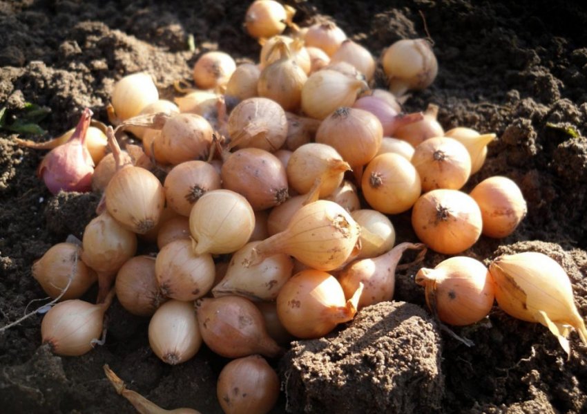 Сіянки Сіянки