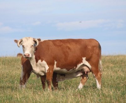 Герефордська порода великої рогатої худоби: опис, догляд і годування