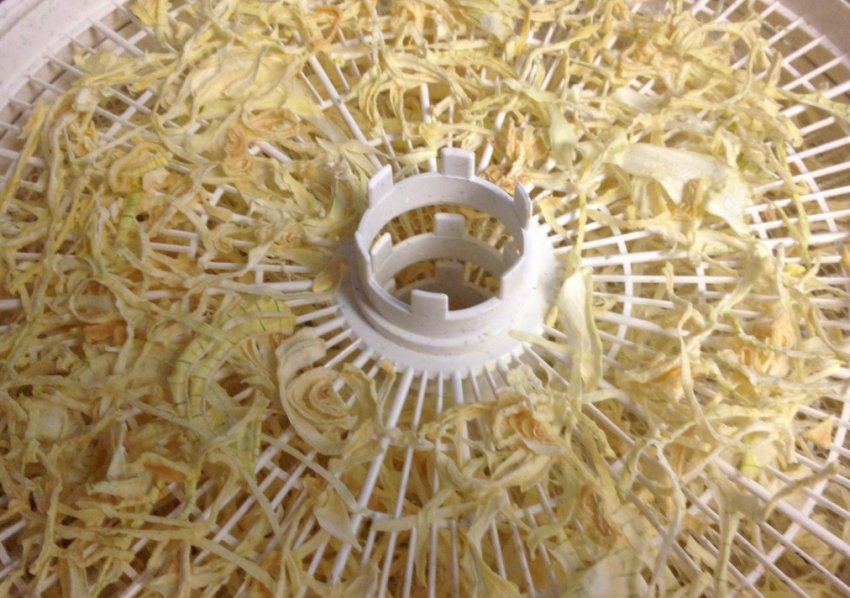 Цибулю в електросушарці Цибулю в електросушарці