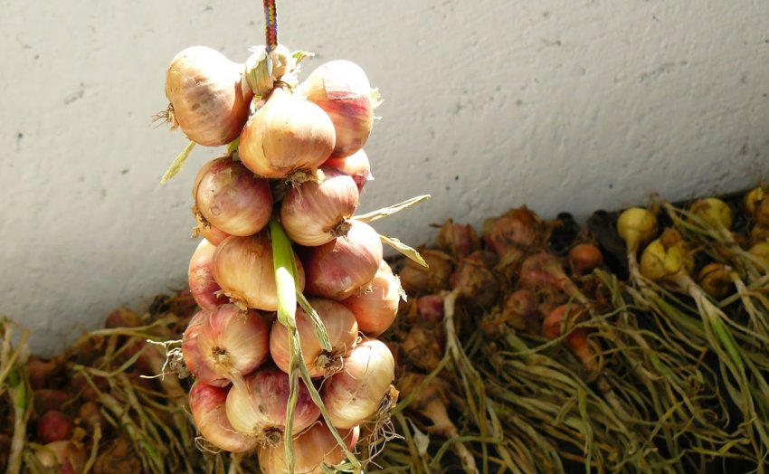 Цибулю Цибулю