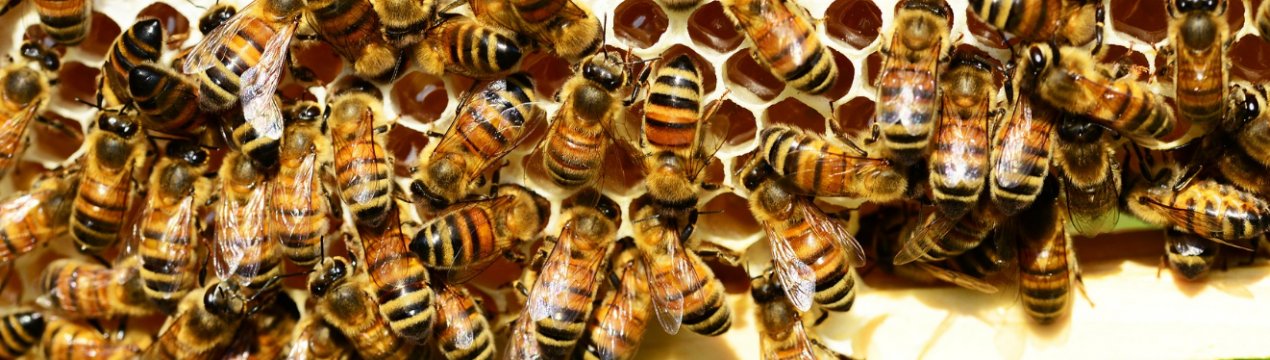 Як позбутися від сусідських або диких бджіл?