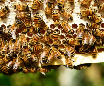 Як позбутися від сусідських або диких бджіл?