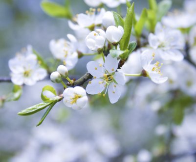 «Такого у нас ще не було!» Ставропольські садівники підкорюють нові висоти