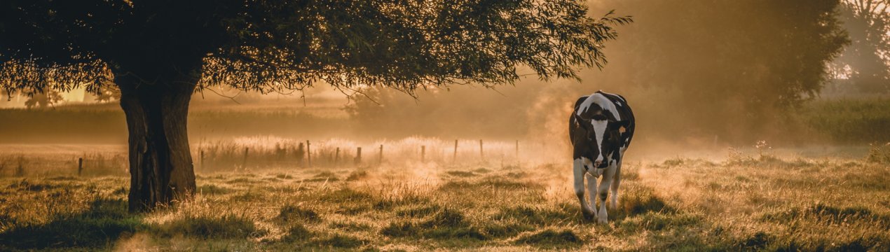 Звичайне диво: Дід Мороз подарував російської бабусі корову