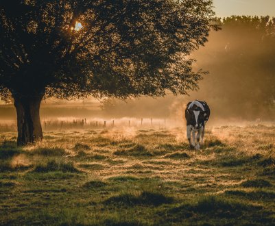 Звичайне диво: Дід Мороз подарував російської бабусі корову