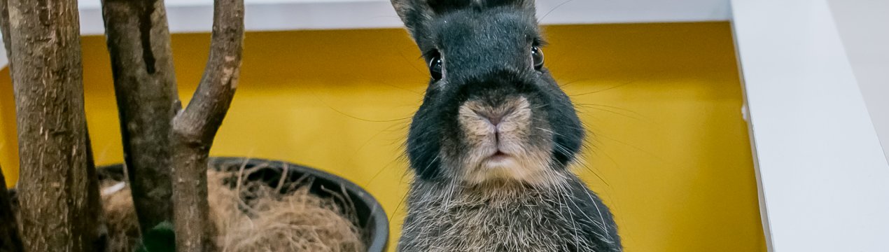 Українські кролики відмінно вписалися в арабський раціон