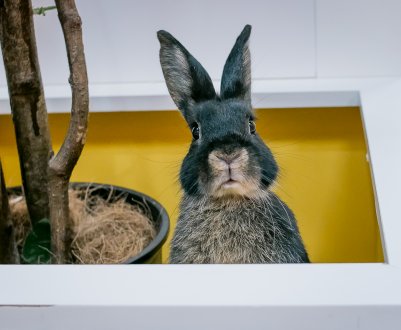 Українські кролики відмінно вписалися в арабський раціон