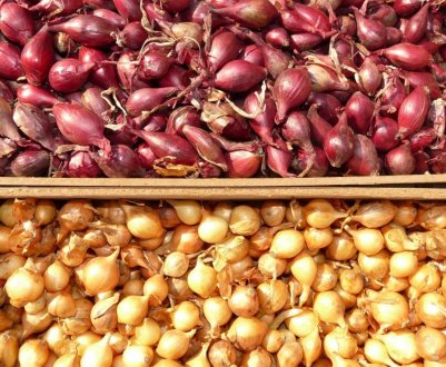 Рейтинг кращих сортів голландського цибулі-сіянки