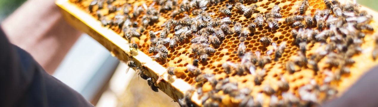 Інноваційні технології в сучасному бджільництві