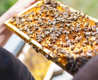 Інноваційні технології в сучасному бджільництві