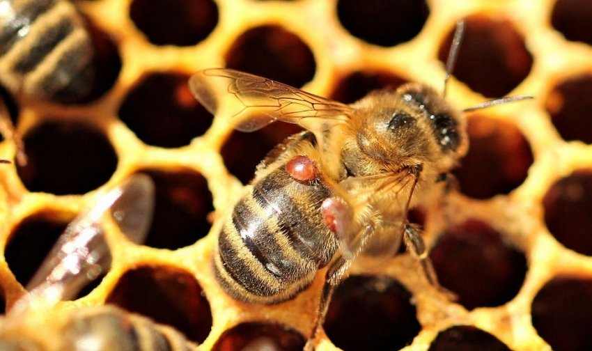 Варроатоз у бджоли