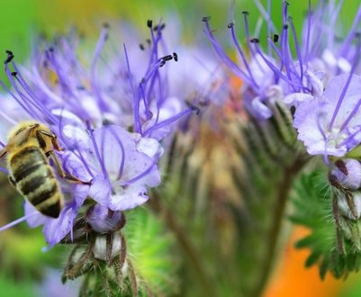 Кращі рослини-медоноси для бджіл