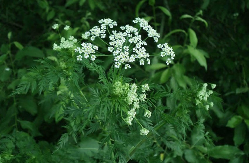 Болиголов крапчатий