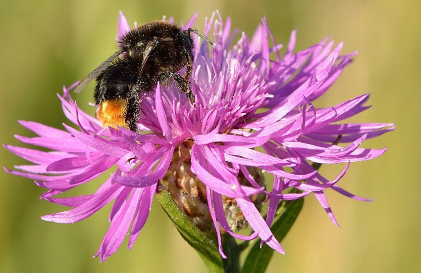 Волошка лучна