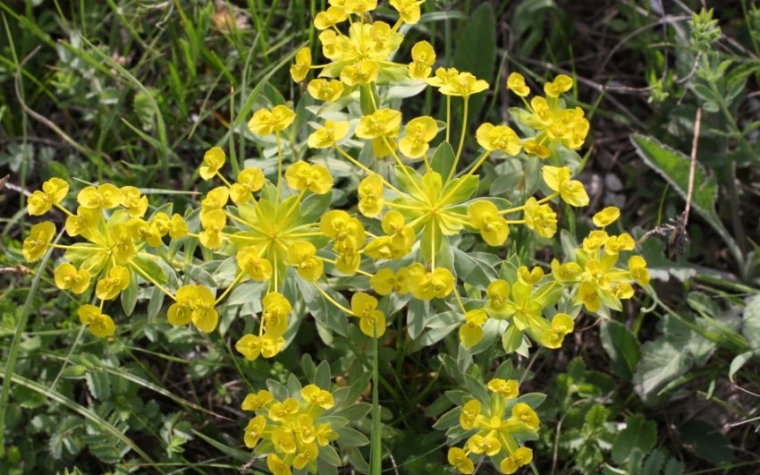 Молочай гострий