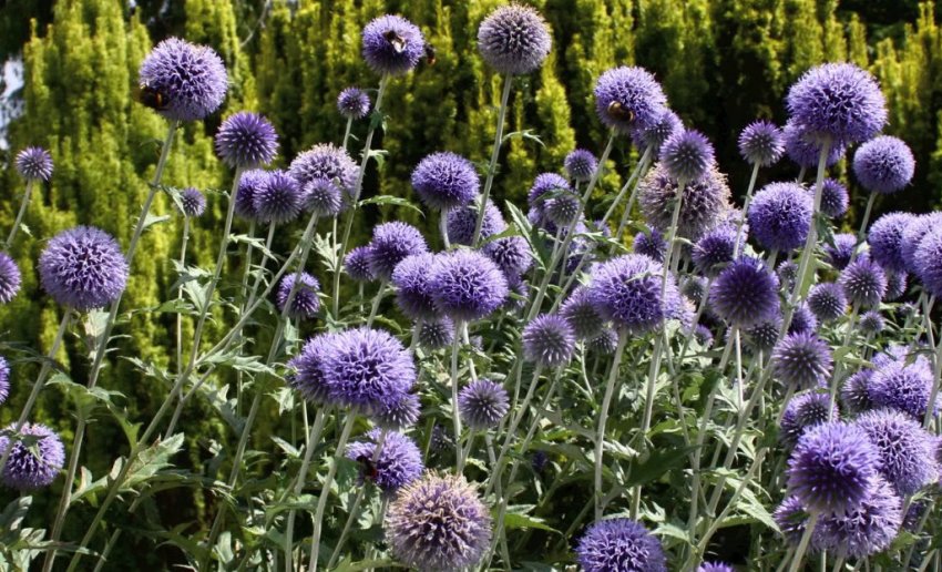 Мордовник шароголовий