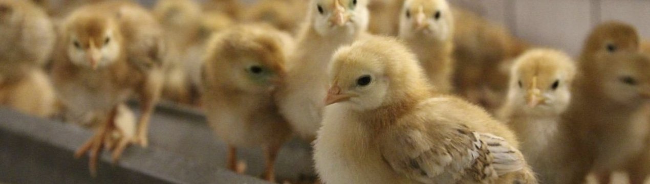 Комбикорм для цыплят: как сделать своими руками и как выбрать готовый, основные правила кормления